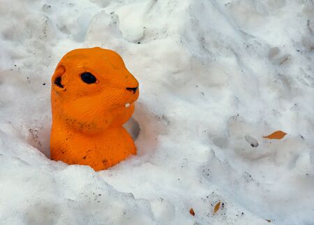 Colorful plastic prairie dog head and shoulder view in a snow bankの写真素材