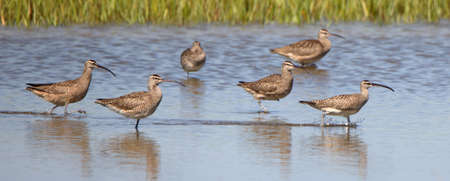 Six whimbrels wading in a shallow salt marshの写真素材