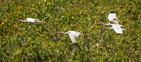 Three white ibis flying over bushes in the Merritt Island National Wildlife Refuge, Florida
