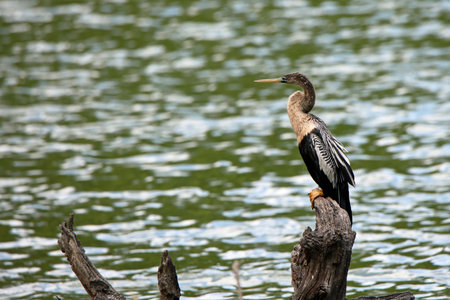 Anhinga (Anhinga anhinga) perched on a tree stump facing to the leftの写真素材