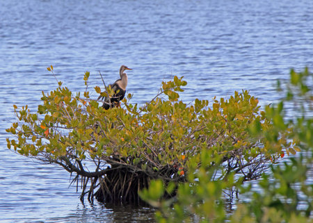 Anhinga (Anhinga anhinga) perched on a mangrove in a shallow pond