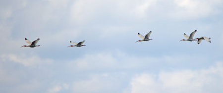 White Ibis Eudocimus albus flying in a group of five