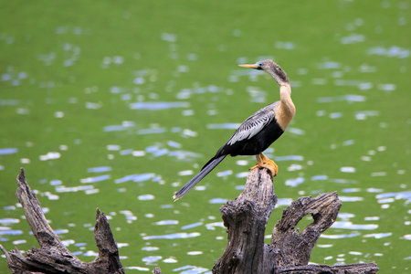 Anhinga (Anhinga anhinga) perched on a tree stump facing to the leftの写真素材