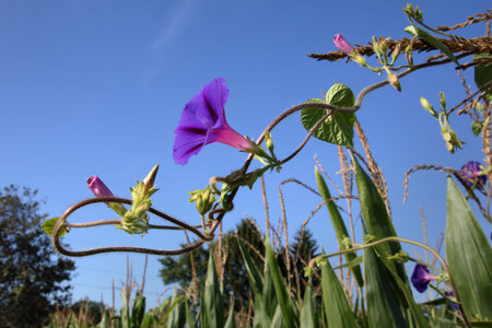 Cornfield with flowering Morning Glory weed vines growing on cornstalks with an intense blue sky as...