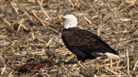 One adult bald eagle standing in a cornfield