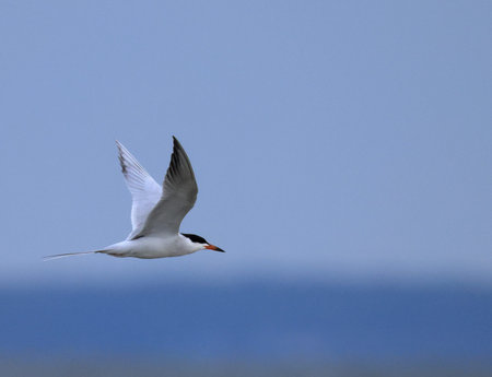 One Common Tern, Sterna hirundo, flying from left to right with a cloudy blue background