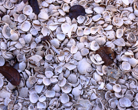 This image showcases a variety of seashells, creating a textured and natural backgroundの写真素材