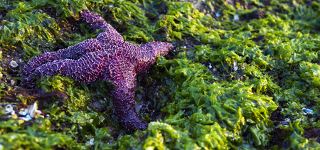 Star Fish Bowen Island Salish Sea Pacific North Westの写真素材