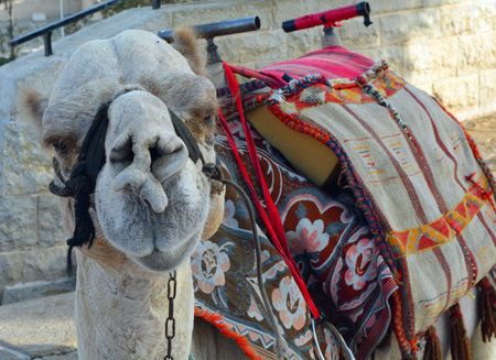 Camel Ridesの写真素材