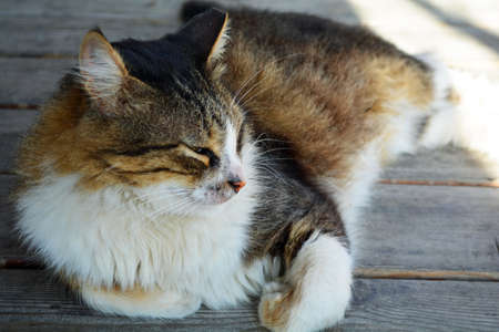 Lounging Kittyの写真素材