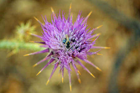 Bee Thistleの写真素材