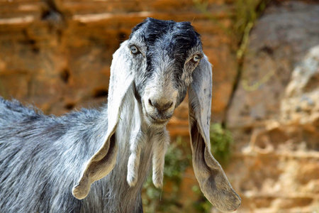 Long Eared Goat