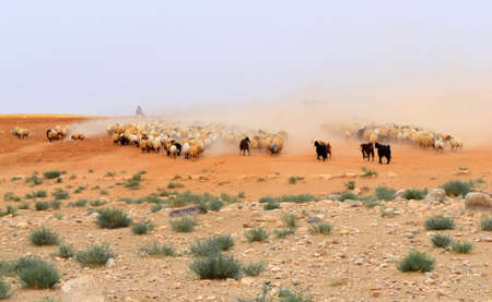 Moving the Herdの写真素材