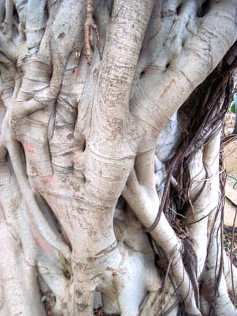 Sycamore Tree Trunkの写真素材