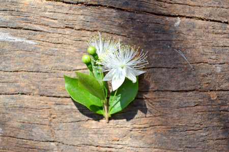 Citron Flowerの写真素材