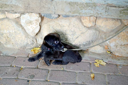 Little black puppyの写真素材