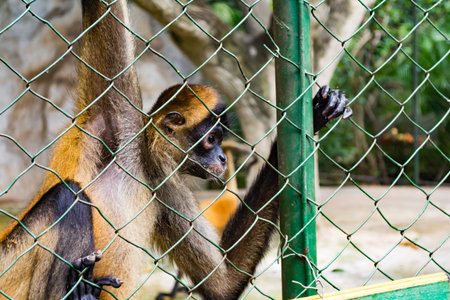 Monkey hanging on the fence of his enclosure.