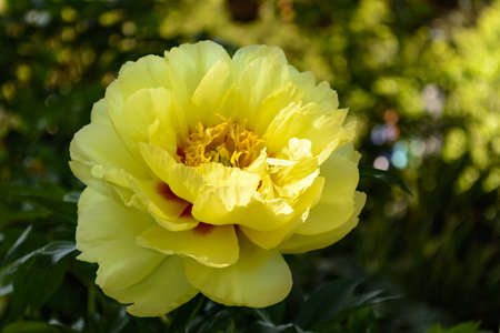 Bright Yellow Peony Flower Selective Focus Forward with green backgroundの写真素材