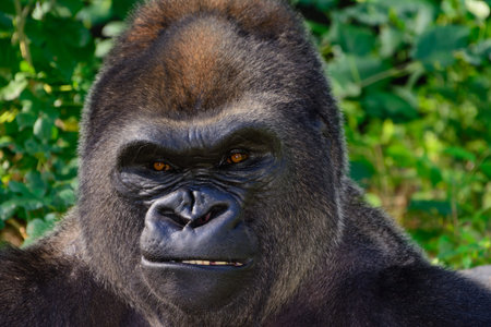 Male Silverback Western Lowland gorilla Close Up