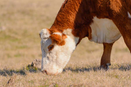 Hereford Cow Grazing with head down while facing left . Pictured from shoulders downの写真素材
