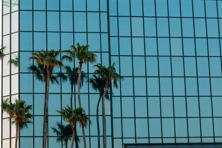 Palm trees reflecting of of the office windows of a south florida building