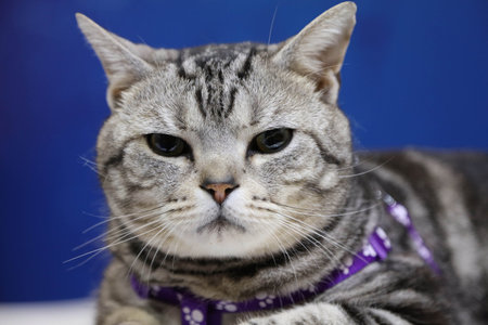Pet cat