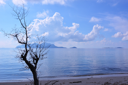 Tree branches on the beach against blue sky. Sibuan Island, Sabah Borneo, Malaysia. For backgroundの写真素材