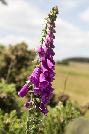 Foxglove flowerheadの写真素材