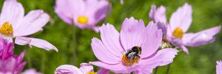 A yellow and black striped bumble bee collecting nector from a bright pink flower.  Panorama copped header image with green background.の写真素材