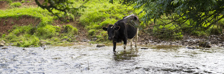 A Black and white dairy cow leaves the herd in the field and walks through an adjacent stream in order to drink fresh water. Panoramic crop.の写真素材