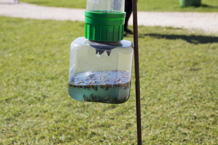 Wasp Trap.  A wasp trap with lots of dead wasps floating in liquid.の写真素材