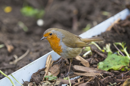 Robin red breast bird on the ground searching for wormsの写真素材