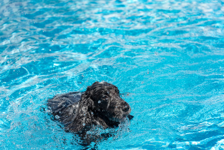 cocker spaniel dog English swimming in the poolの写真素材