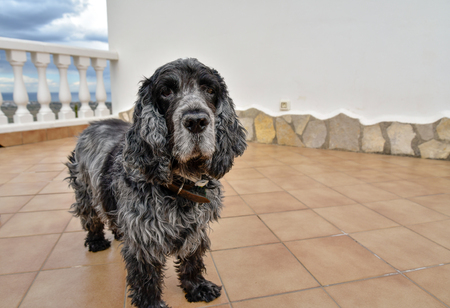 Portrait of eleven-year-old English cocker spaniel dogの写真素材