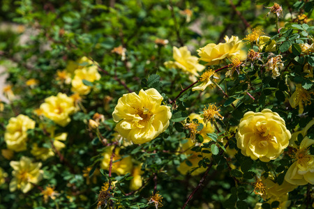 In the parks of Madrid flowers bloom in springの写真素材