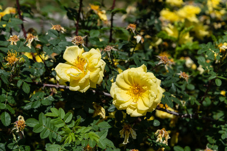 In the parks of Madrid flowers bloom in springの写真素材