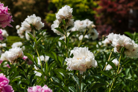 In the parks of Madrid flowers bloom in springの写真素材