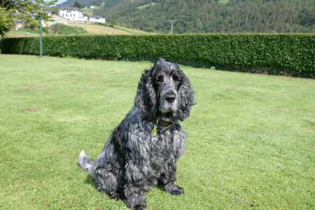 Portrait of eleven year old English cocker spaniel dogの写真素材