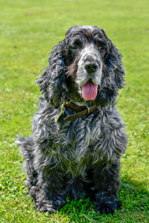 Portrait of eleven-year-old English cocker spaniel dogの写真素材