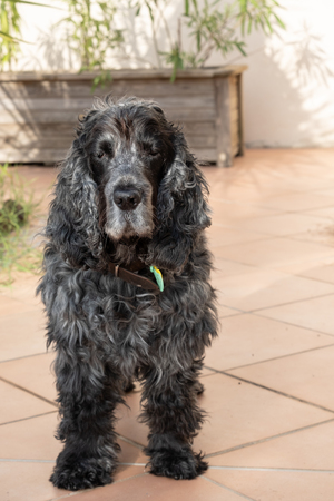 Portrait of eleven year old English cocker spaniel dogの写真素材