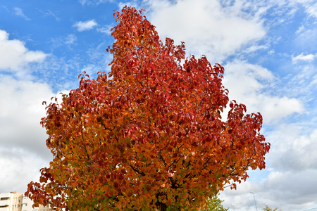 beautiful colors in the trees of the streets of Madridの写真素材
