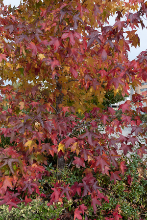 beautiful colors in the trees of the streets of Madridの写真素材