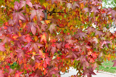 beautiful colors in the trees of the streets of Madridの写真素材