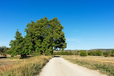 Chestnut tree in the fields of the province of Guadalajara and next to the old wool roadの写真素材