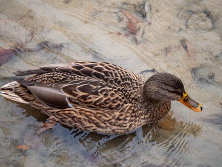 Ducks in the Manzanares River recovered for funa and flora in the city of Madridの写真素材