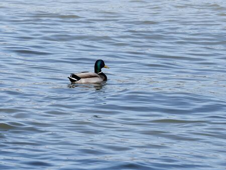 Ducks in the lake in park of Madrid recovered for funa and flora in the city of Madridの写真素材