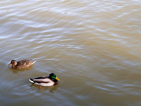 Ducks in the lake in park of Madrid recovered for funa and flora in the city of Madridの写真素材