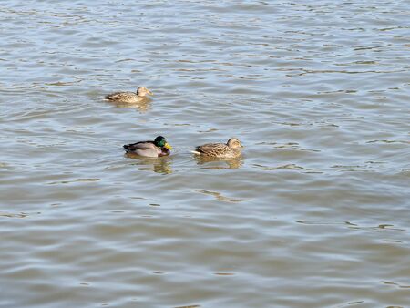 Ducks in the lake in park of Madrid recovered for funa and flora in the city of Madridの写真素材