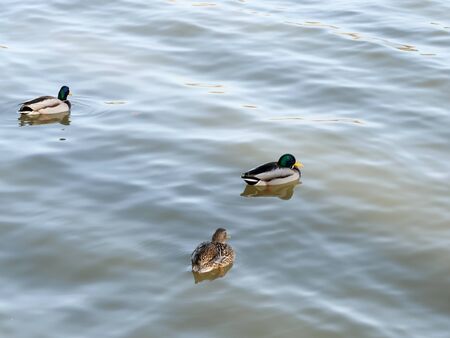 Ducks in the lake in park of Madrid recovered for funa and flora in the city of Madridの写真素材