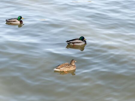 Ducks in the lake in park of Madrid recovered for funa and flora in the city of Madridの写真素材